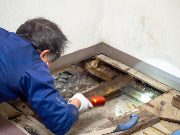 Best Professional Mold Removal  in Pike Creek, DE