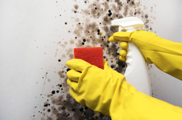 Best Emergency Mold Removal  in Pike Creek, DE