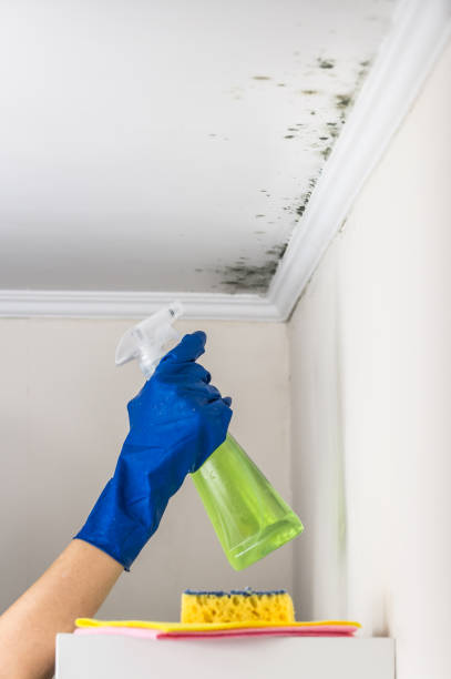 Best Toxic Mold Removal  in Pike Creek, DE